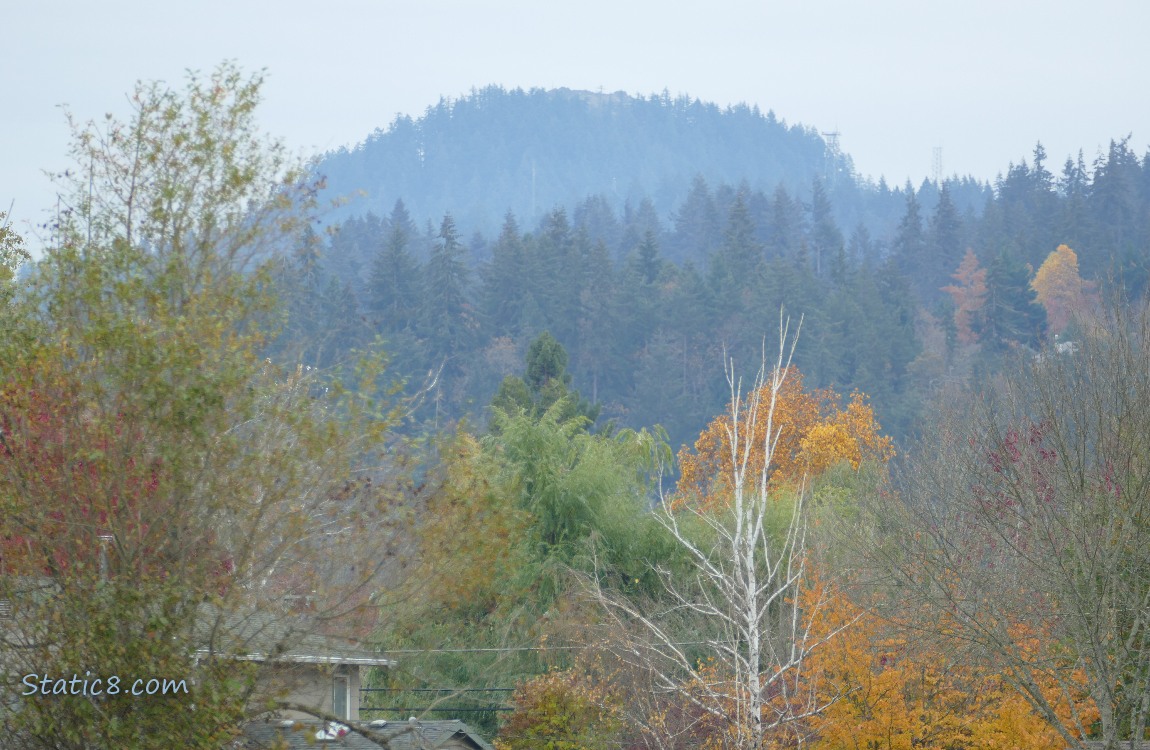 trees on the hill