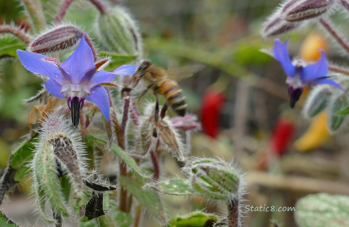 Honey Bee and Borage blooms