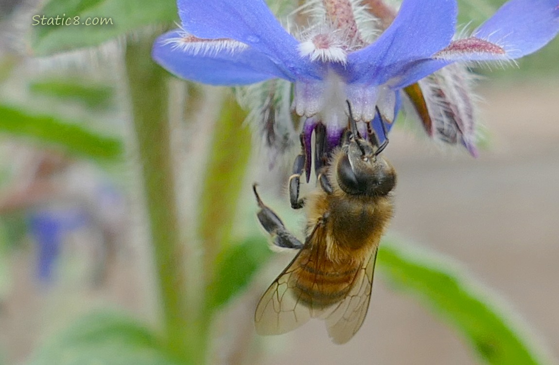 Honey Bee hanging from a Borage bloom