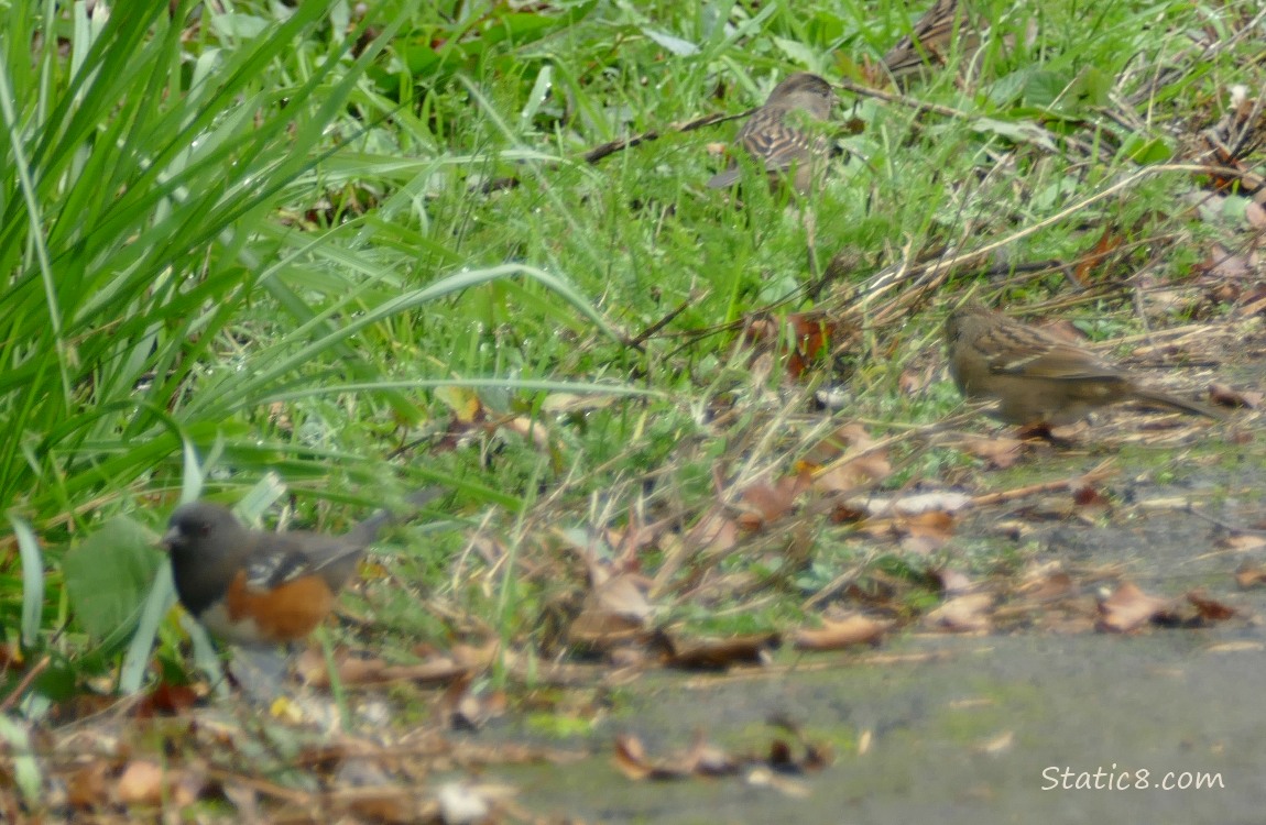 Blurry Towhee and Golden Crown Sparrows in the grass near the path