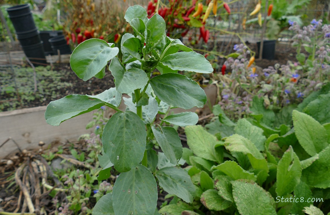 Fava plant in the garden plot