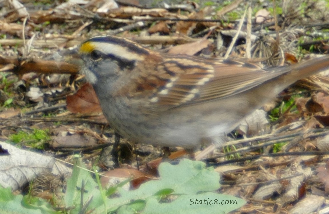 White Throat Sparrow standing on the ground on the leaf litter