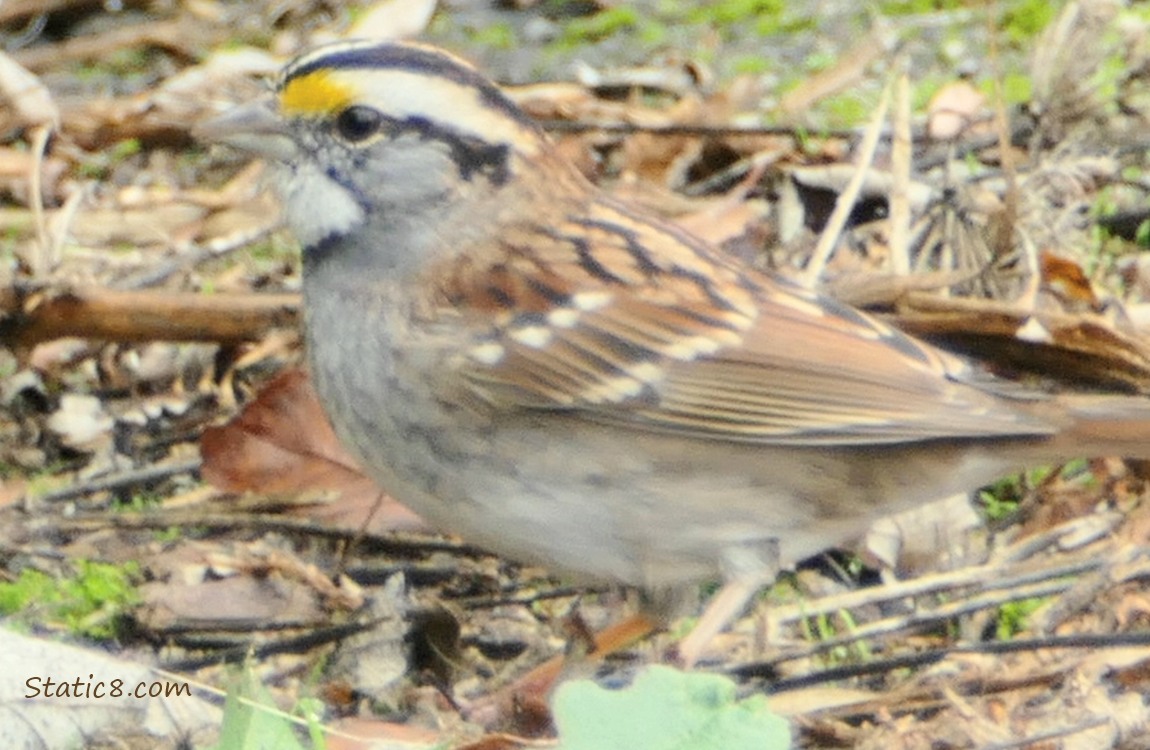 White Throat Sparrow standing on the ground on the leaf litter