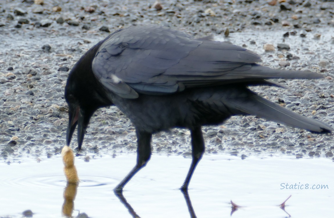 Crow dropping a peanut in the shell into the puddle