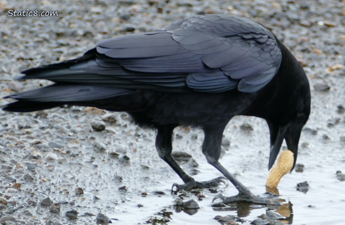 Crow drops a peanut in the shell into a puddle