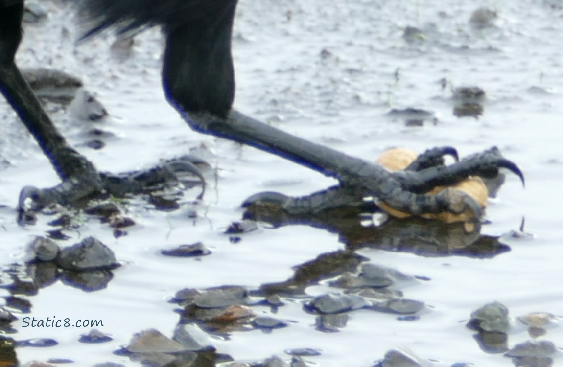 Close up of the crows feet, rolling a peanut in the shell in the puddle