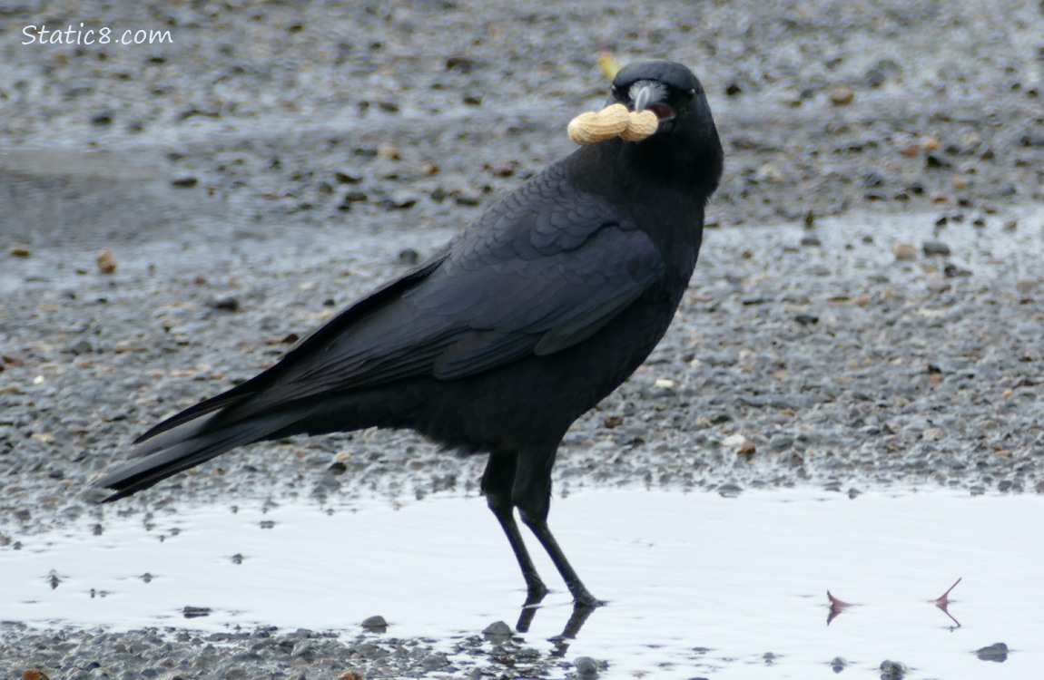 Crow standing in a parking lot puddle with a peanut in the shell in her beak