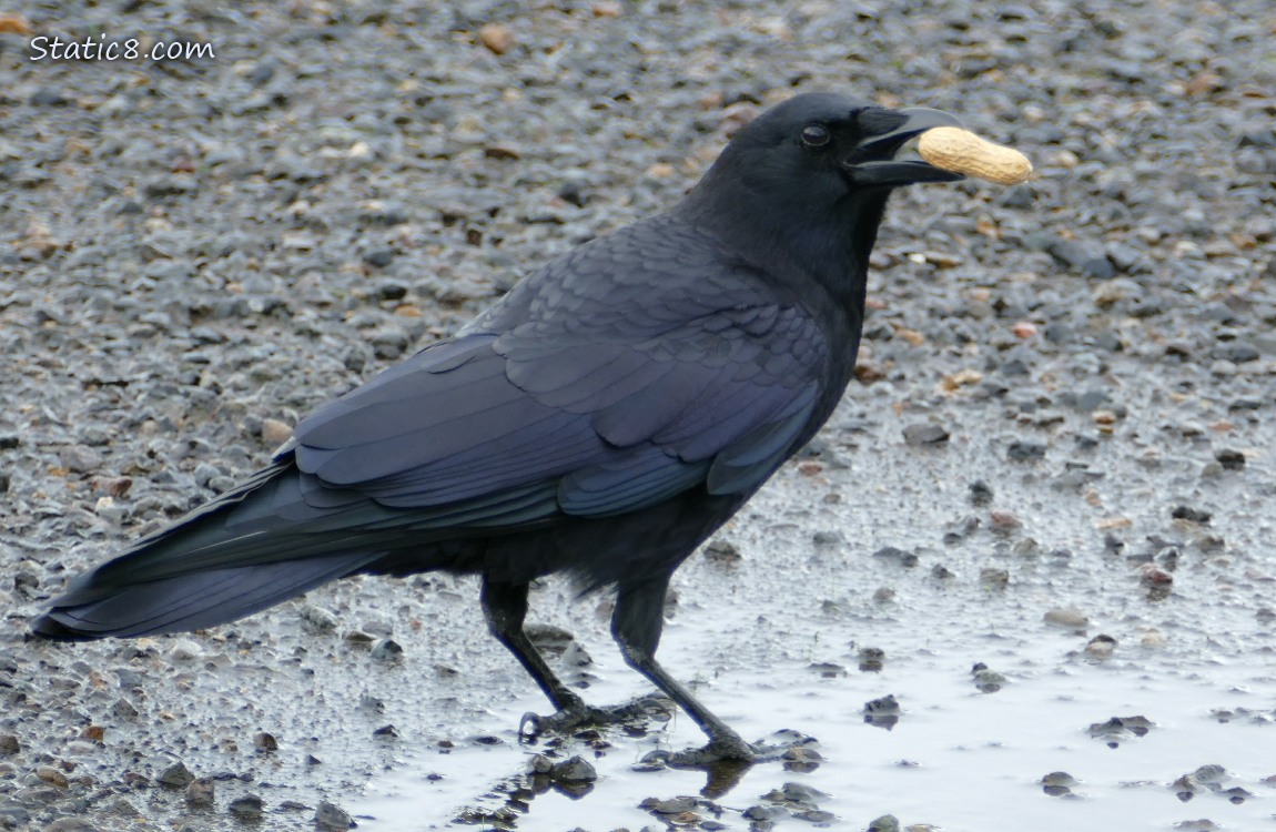 Crow standing in a parking lot puddle, holding a peanut in the shell in her beak