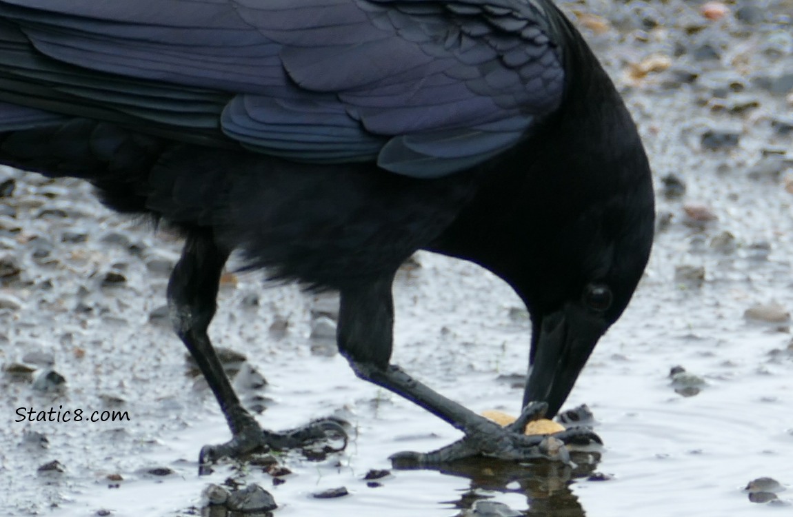 Crow pecking at the peanut in the shell under her foot