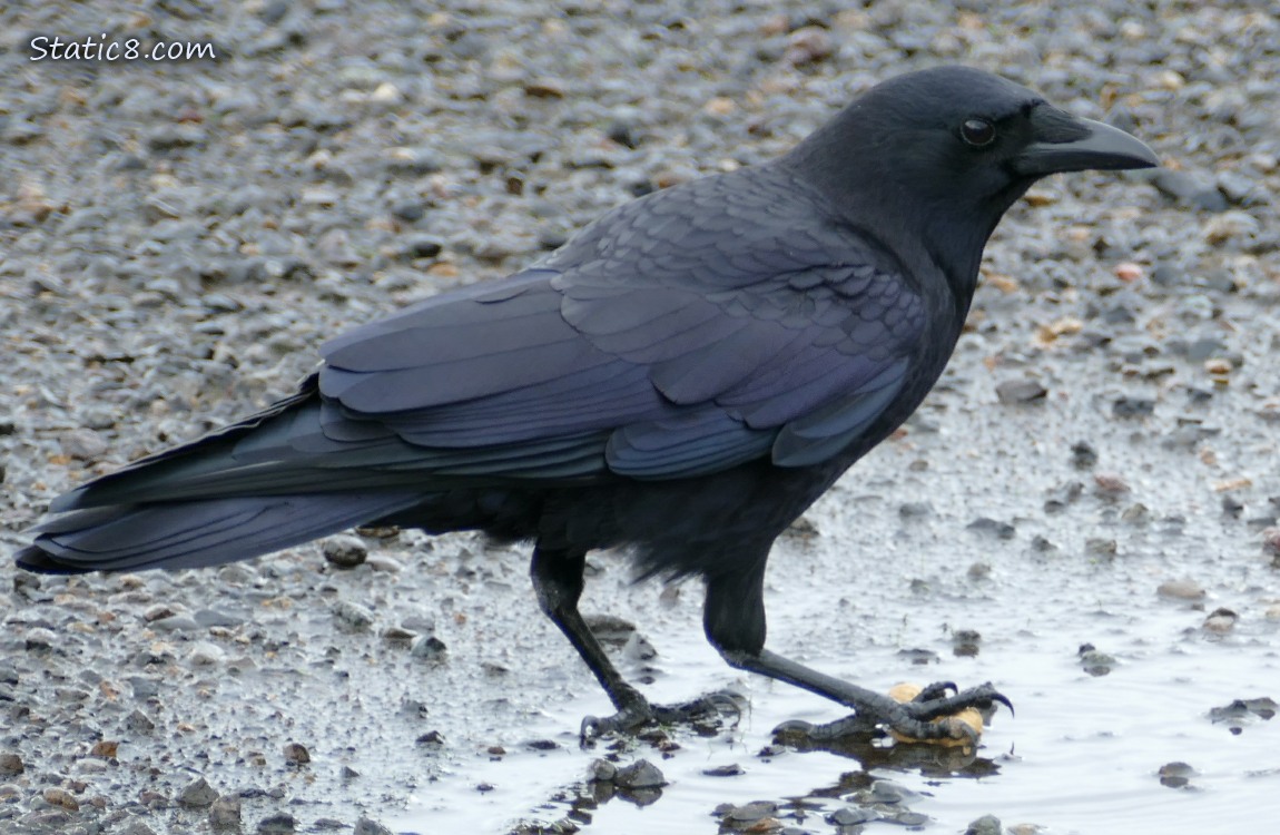 Crow with a peanut in the shell under her foot