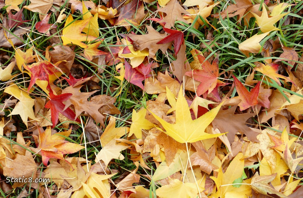 Fallen autumn leaves in the grass