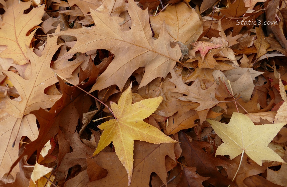 Fallen Oak Leaves