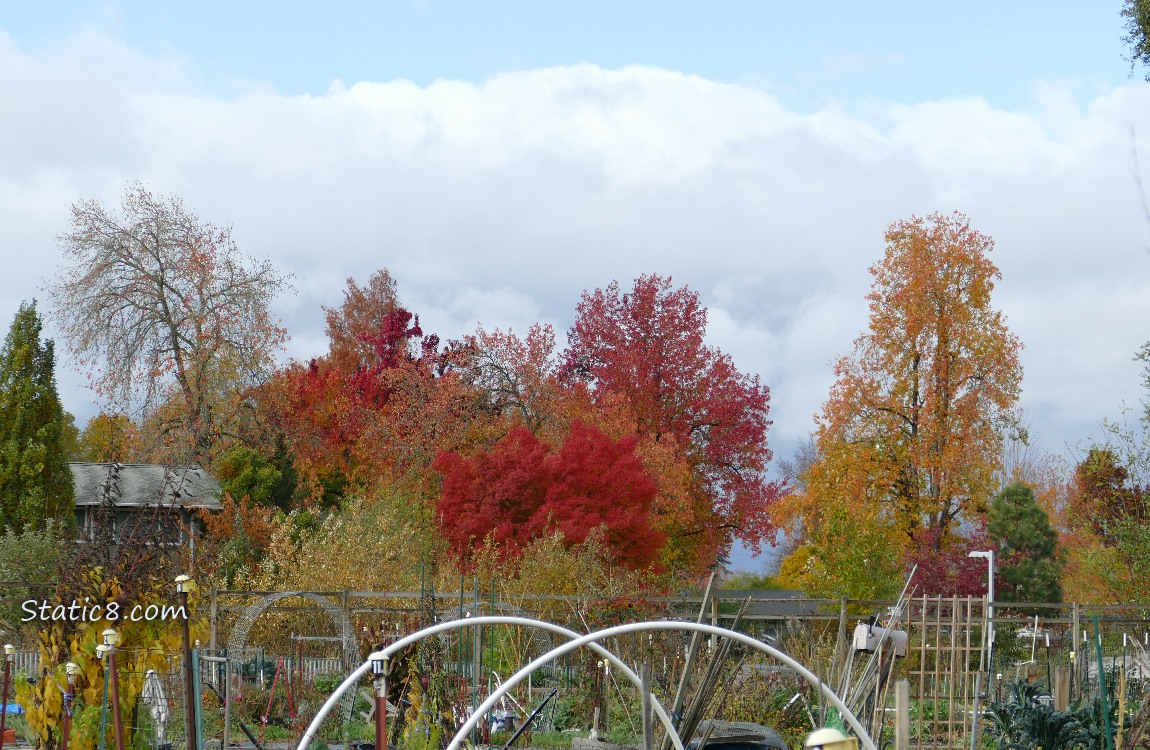 Autumn trees past the Community Garden