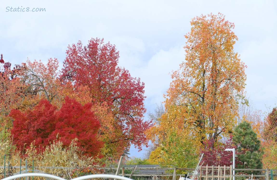 Autumn trees past the Community Garden