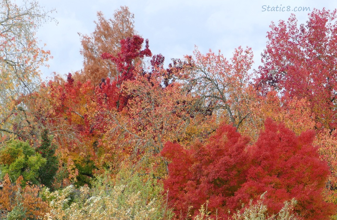 Autumn trees