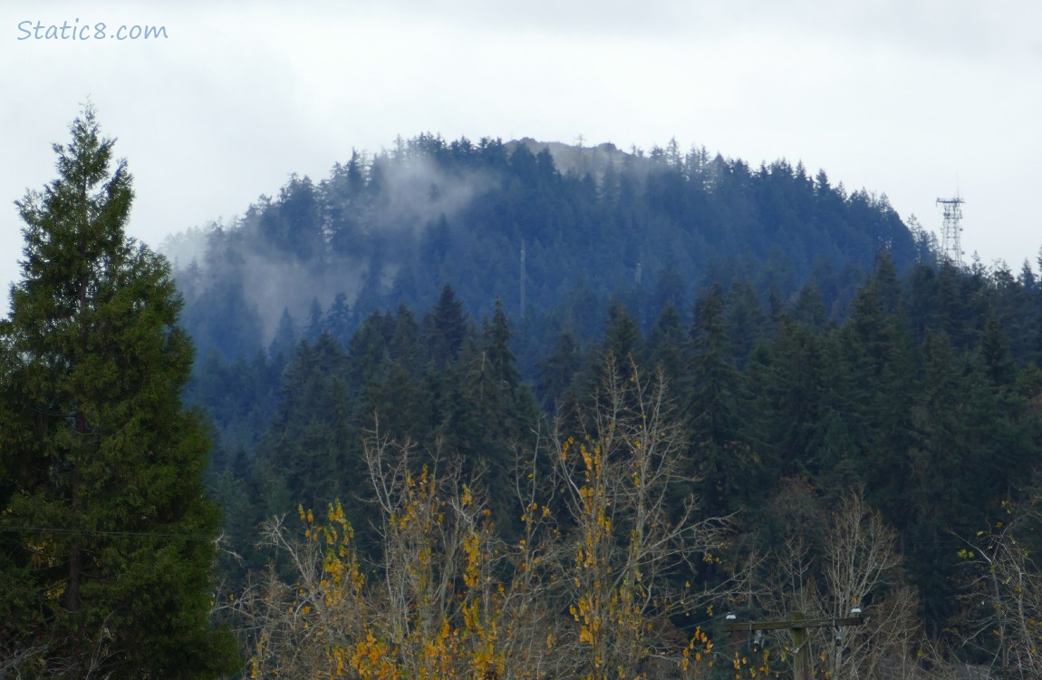 Trees on the hill