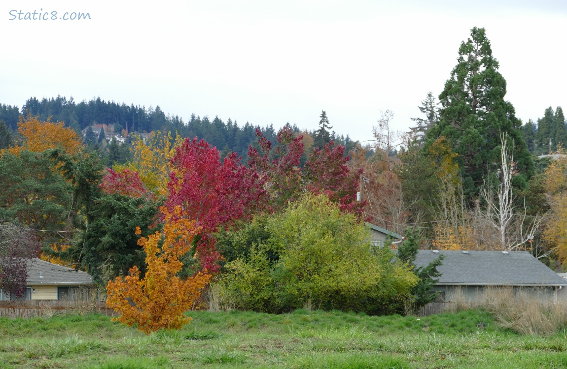 Autumn trees