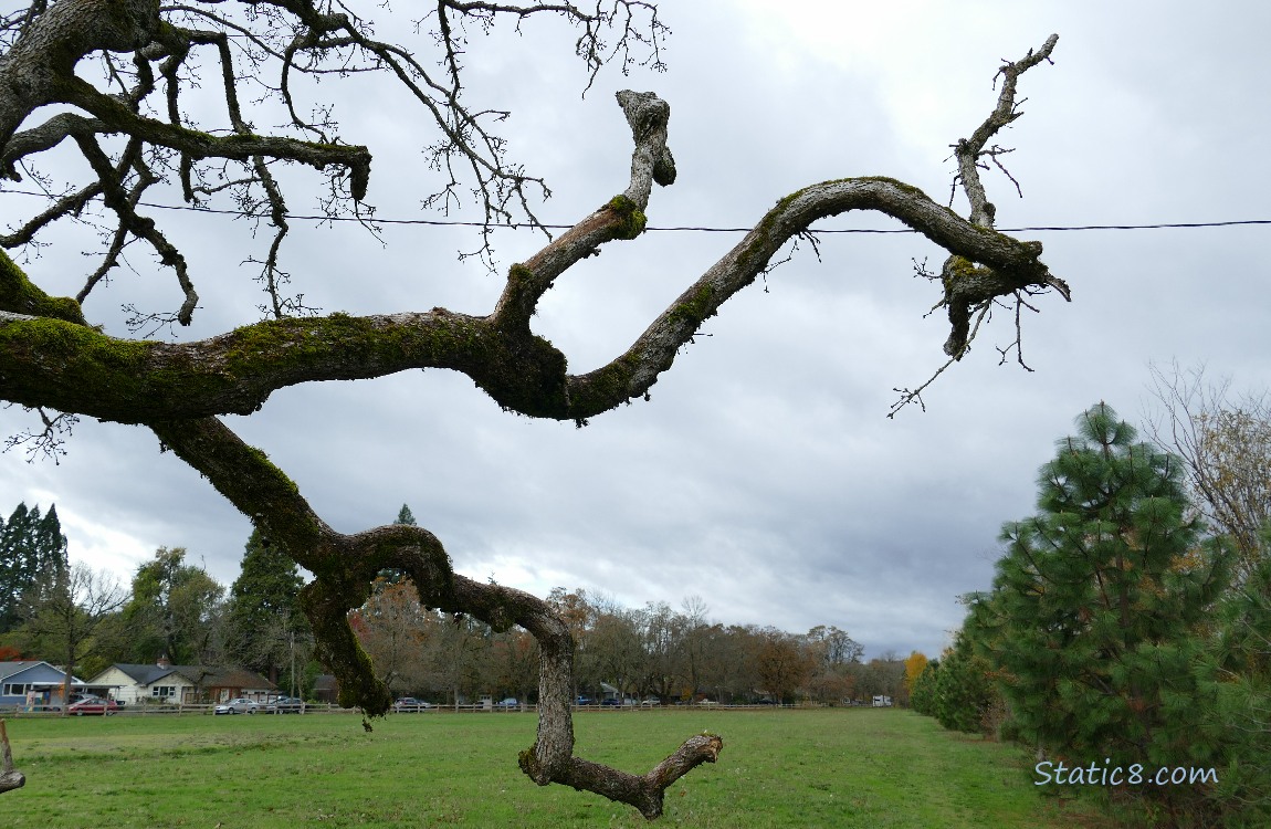 The dead Leaning Tree