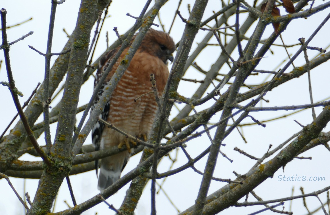 Red Shoulder Hawk standing in a winter bare tree, surrounded by twigs