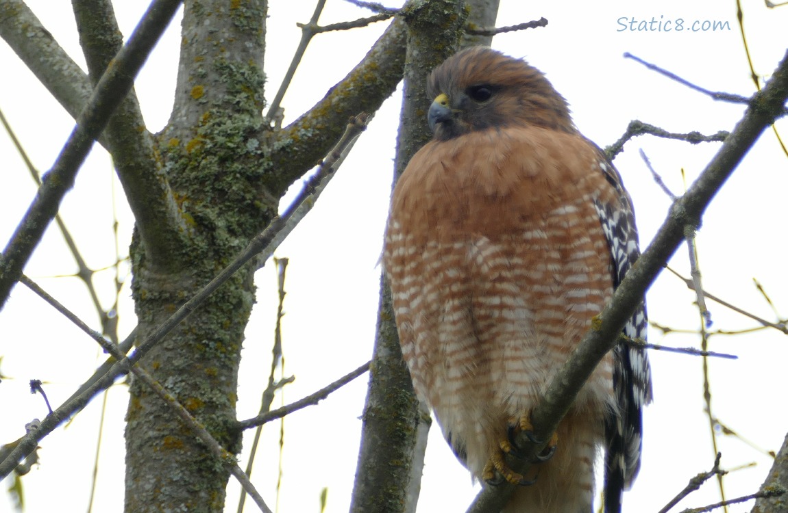 Red Shoulder Hawk standing in a tree