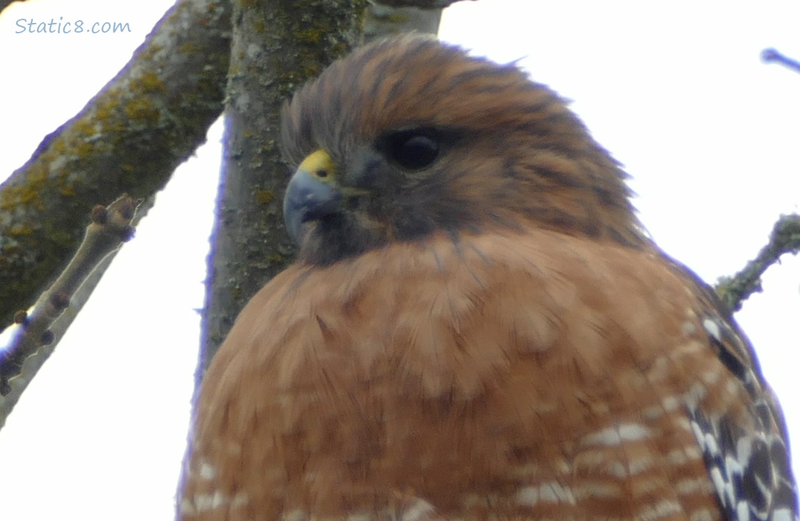 Close up of a Red Shoulder Hawks face