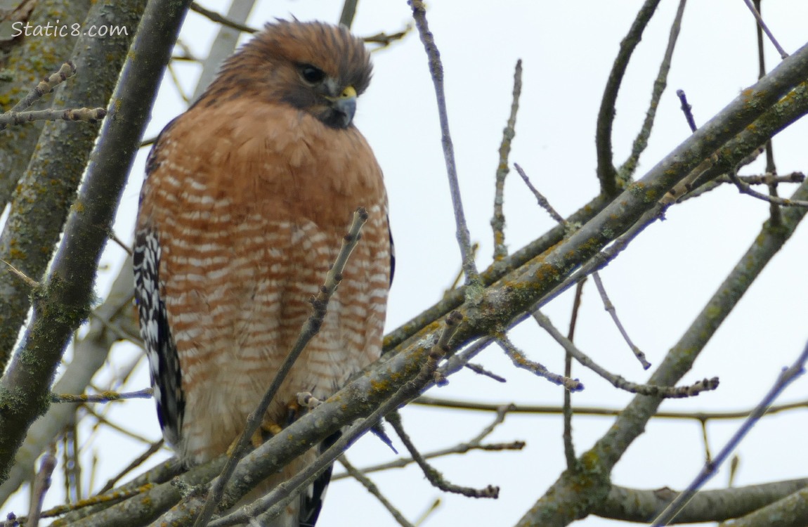 Red Shoulder Hawk standing in a tree