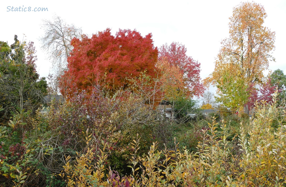 Autumn trees