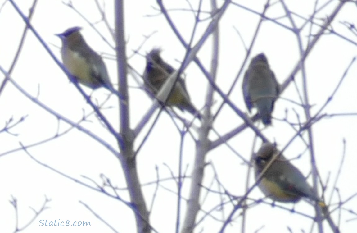 Cedar Waxwings standing in a winter bare tree