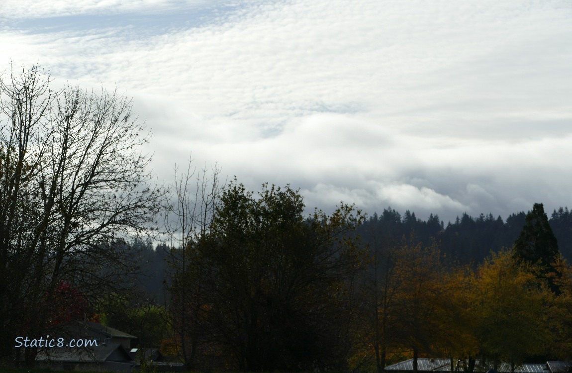 clouds above the trees