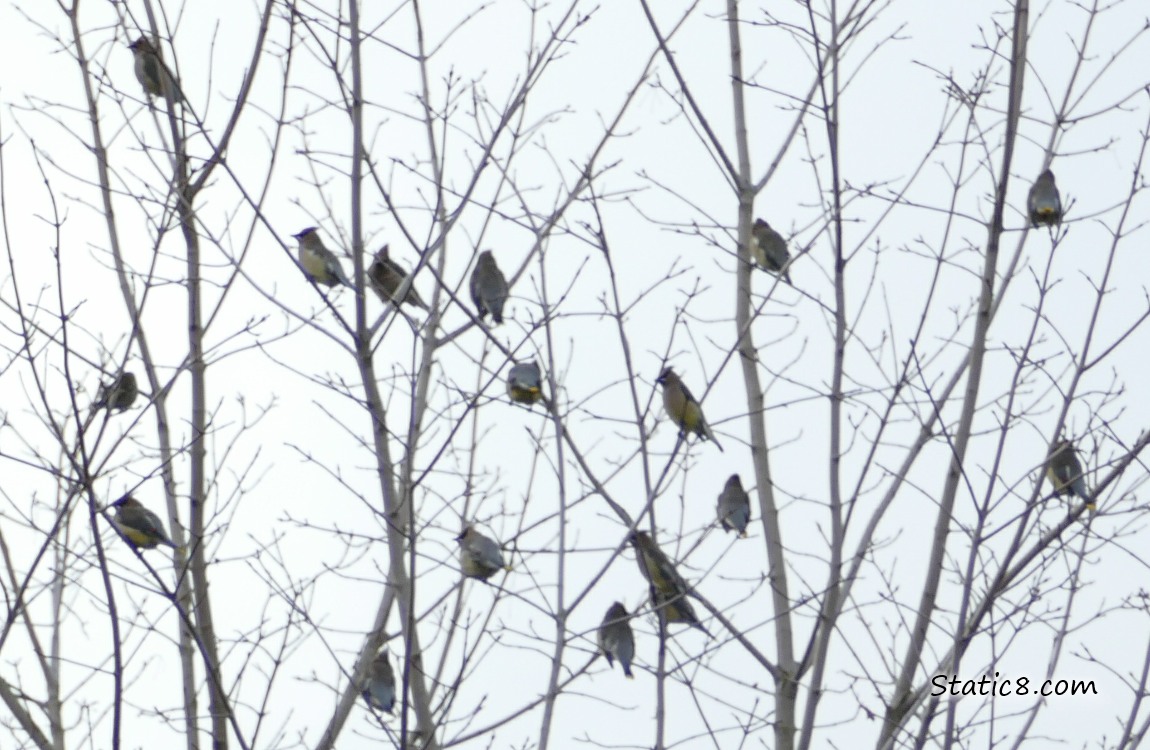 Flock of birds standing in a winter bare tree