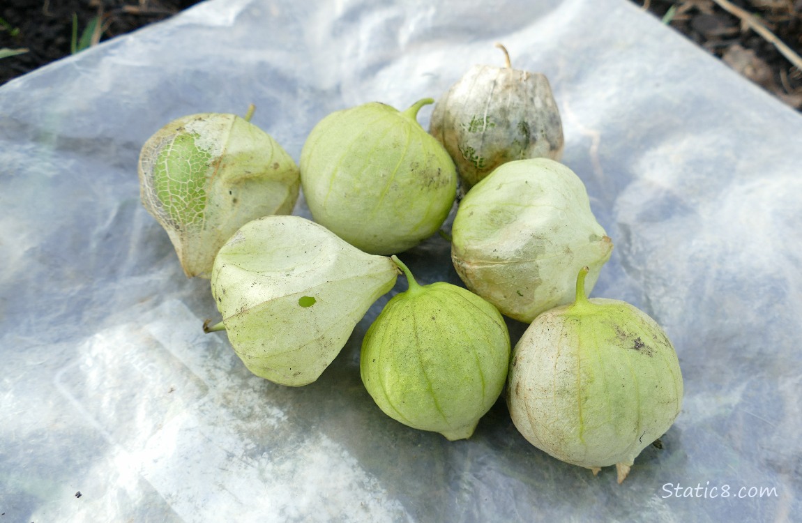 Harvested tomatillos laying on the ground