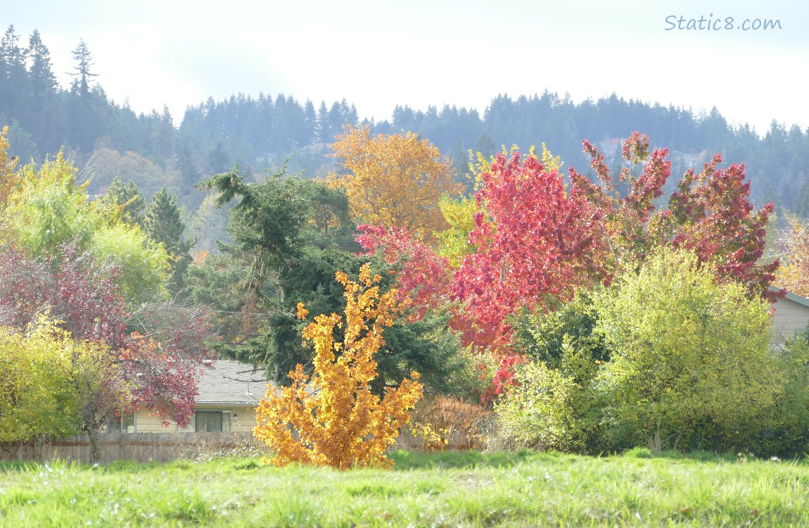 Autumn trees