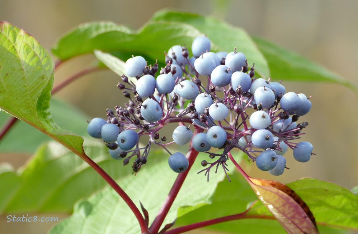 Blue coloured berries on a dogwood tree