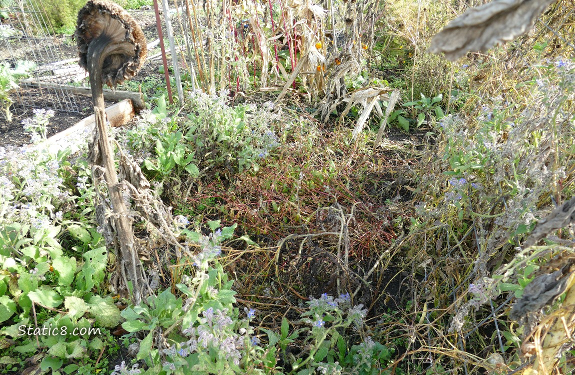 garden plot