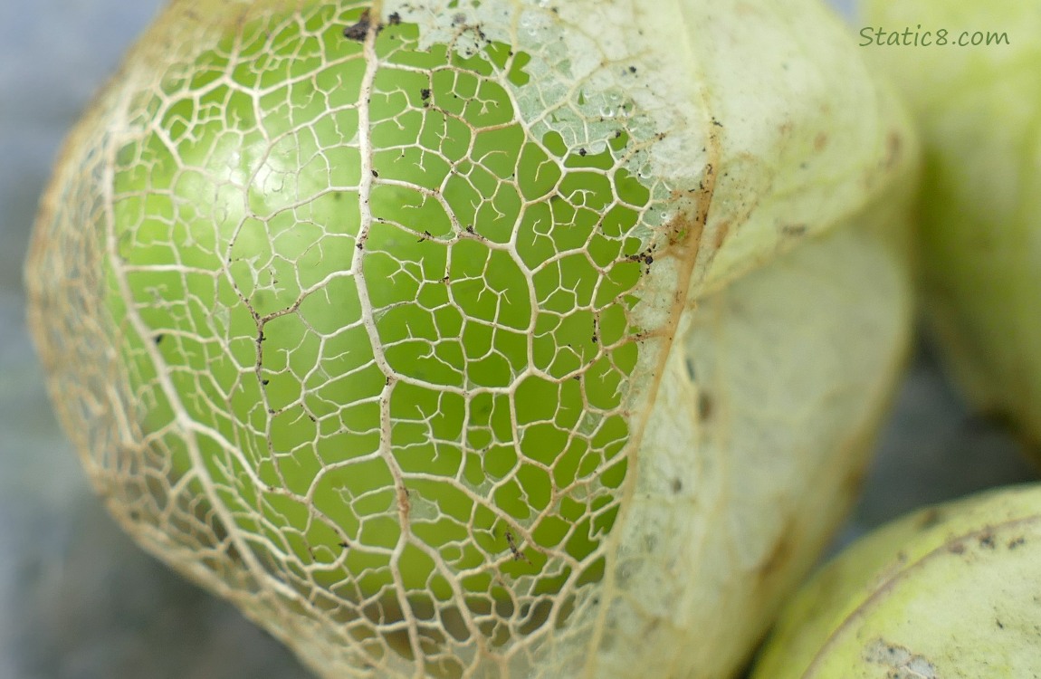 Tomatillo with skeletonized husk