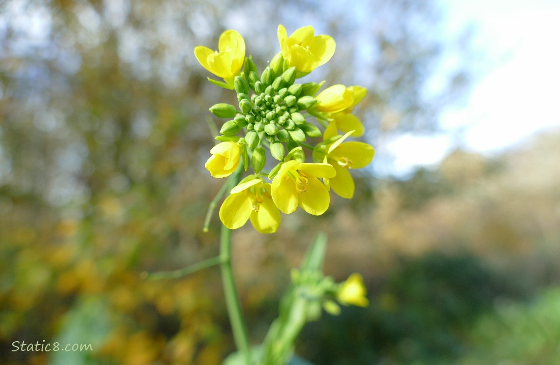 Yellow flower