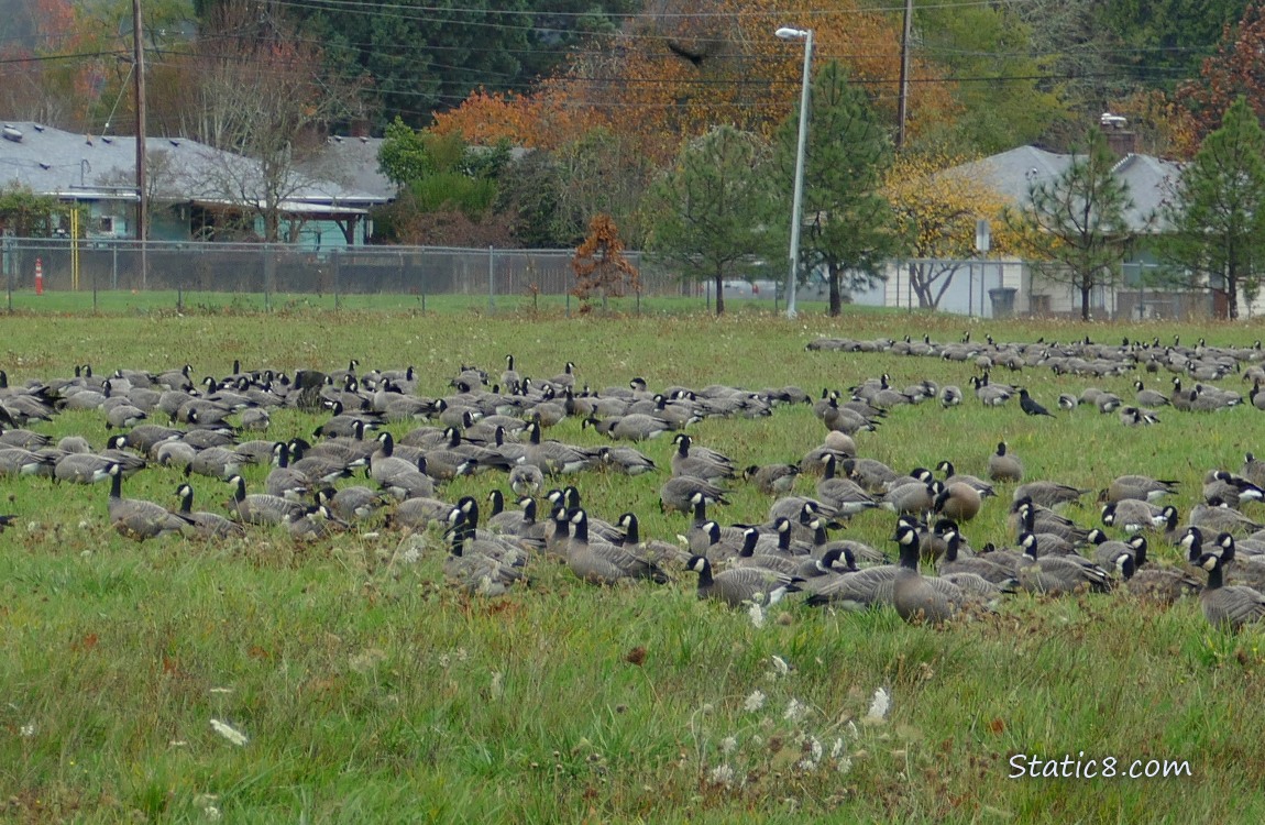 A flock of Cackling Geese in the grass with some crows