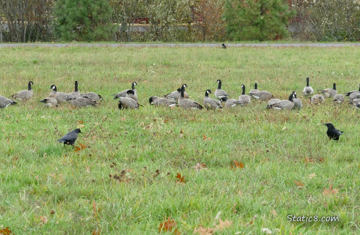 Cackling Geese in the grass with some crows