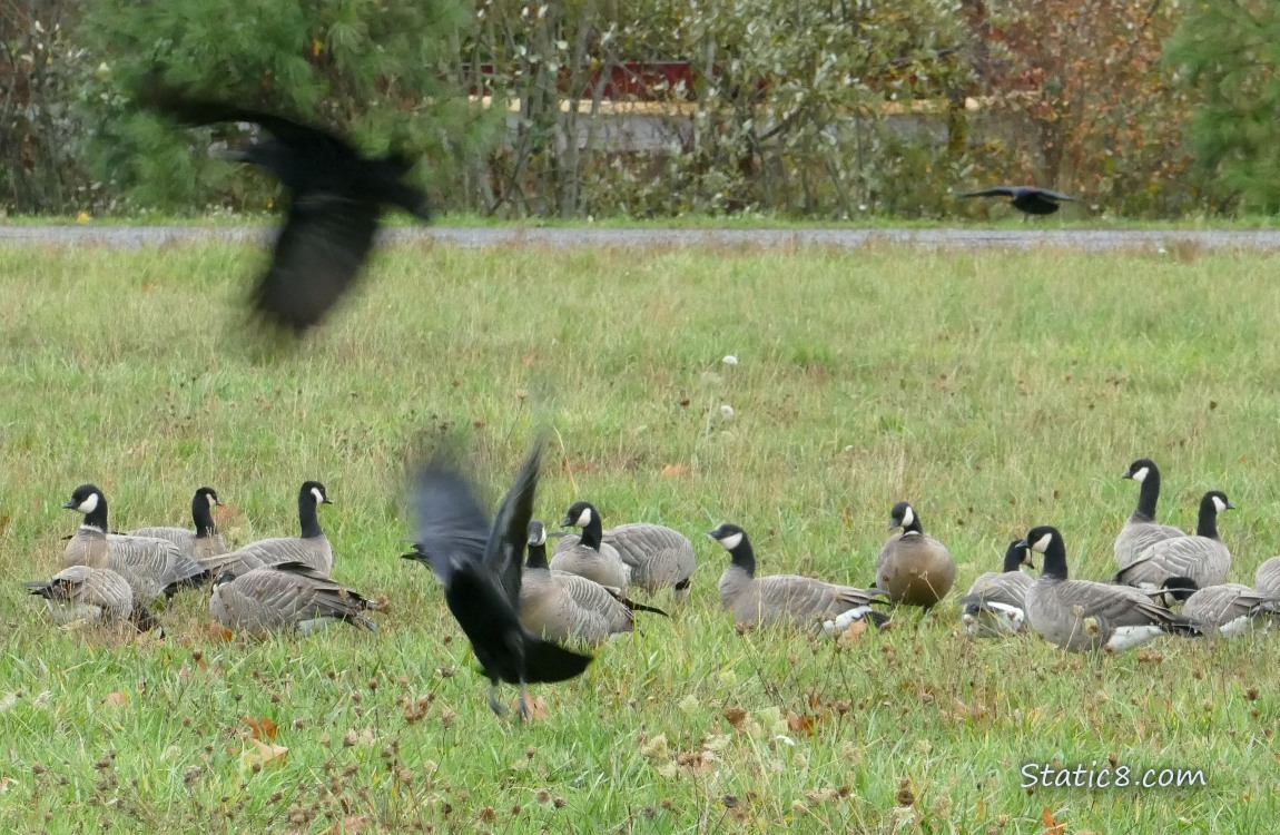 Cackling Geese in the grass with some crows