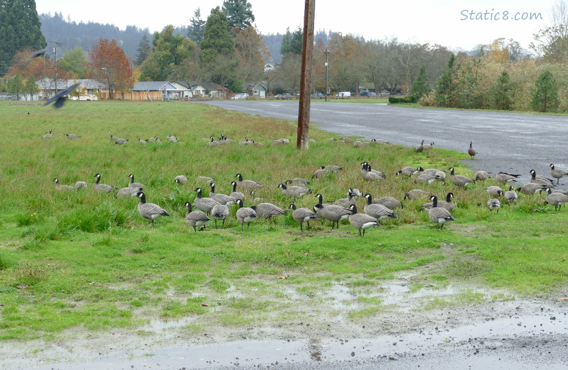 Cackling Geese walking in the grass