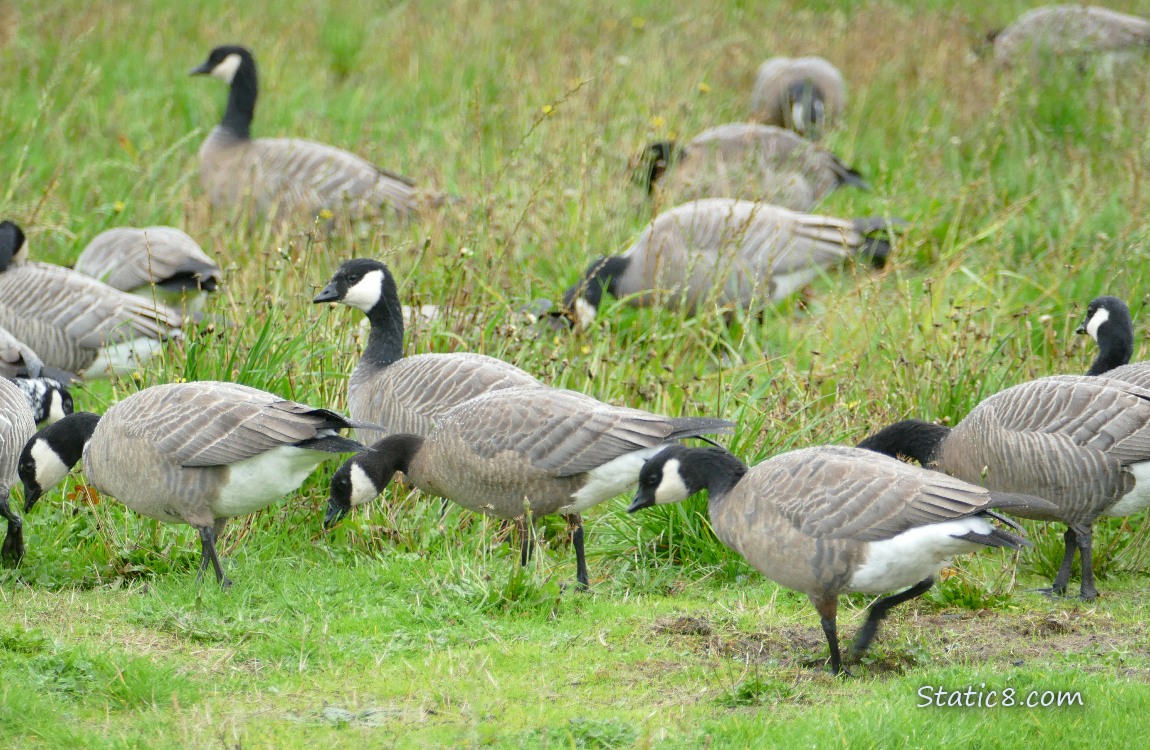 Cackling Geese walking in the grass