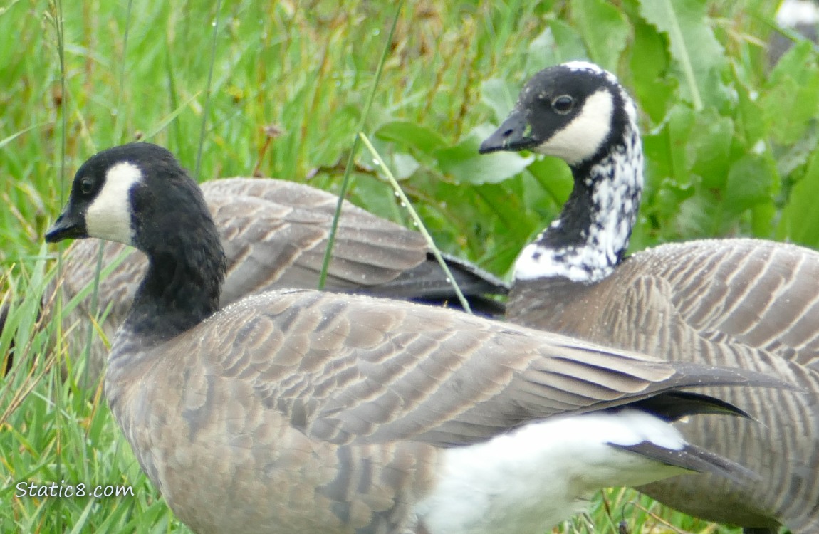 A Cackling Goose with leucism