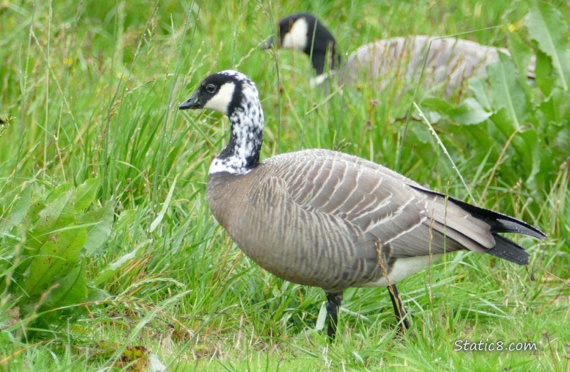 A Cackling Goose with leucism