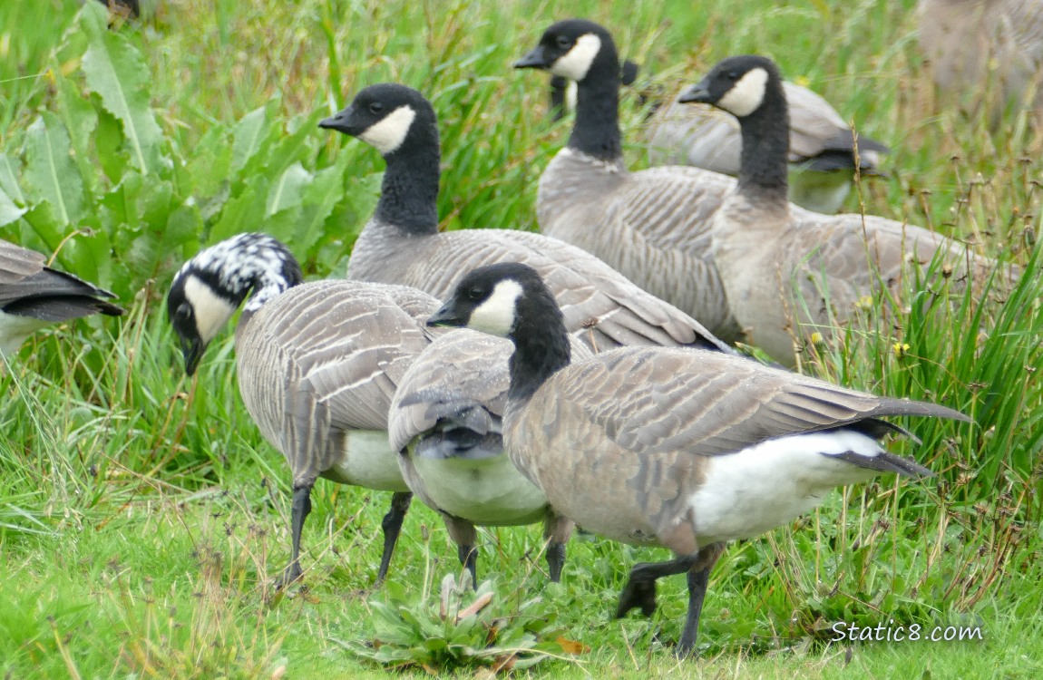 Cackling Geese walking in the grass, one has white splotches on her black neck