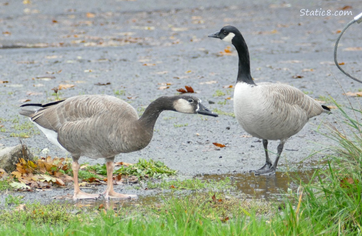 Hybrid with a Canada Goose, standing at the edge of the grass