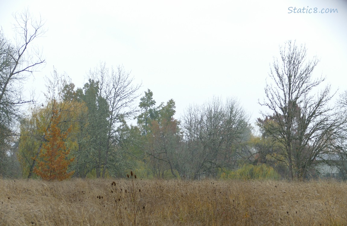 Grass land with trees in the background