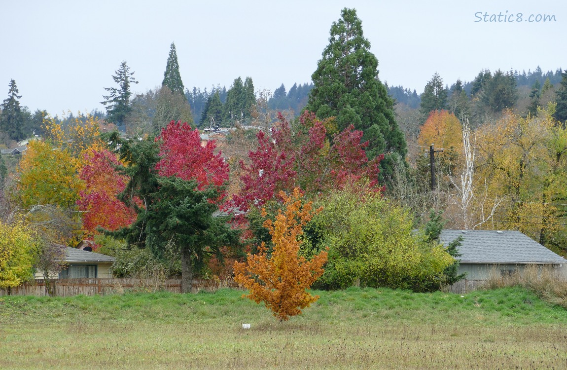 Autumn trees