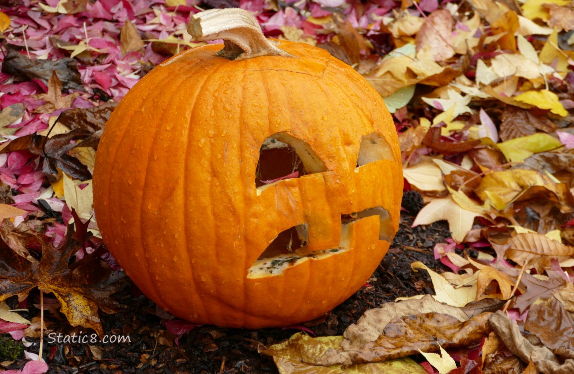 Jack-o-lantern on the ground with fallen autumn leaves