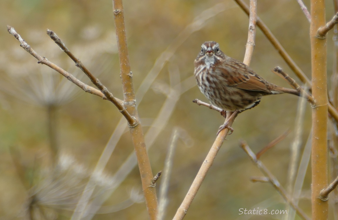 Song Sparrow standing on a twig