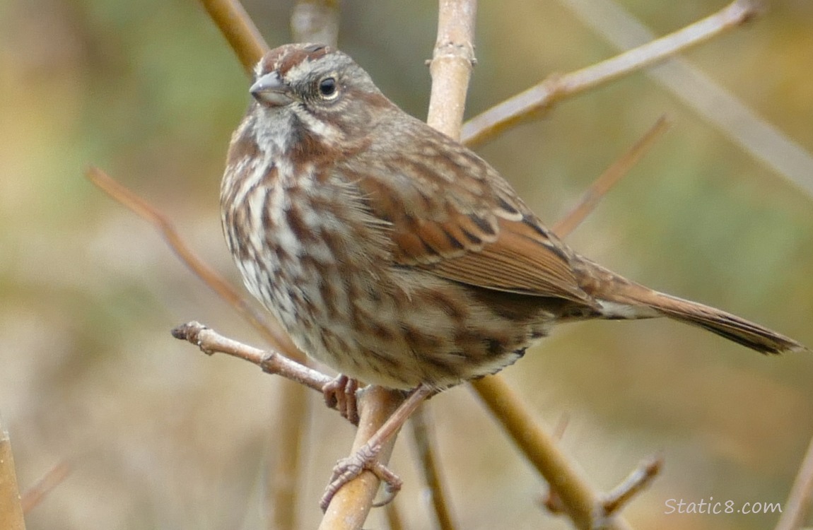 Song Sparrow standing on a twig